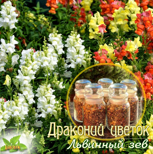 львинный зев